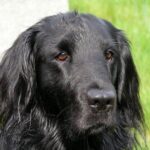 Flat Coated Retriever