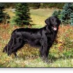 Flat Coated Retriever