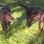 Flat Coated Retriever