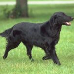 Flat Coated Retriever