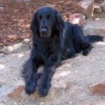 Flat Coated Retriever