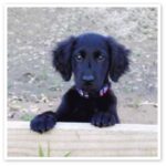 Flat Coated Retriever