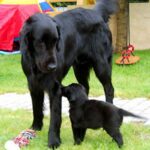 Flat Coated Retriever