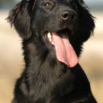 Flat Coated Retriever