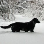 Flat Coated Retriever