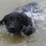 Flat Coated Retriever