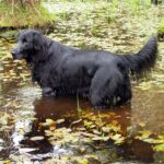 Flat Coated Retriever