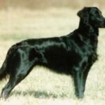 Flat Coated Retriever