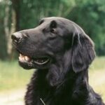 Flat Coated Retriever