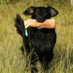 Flat Coated Retriever