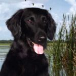 Flat Coated Retriever
