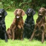 Flat Coated Retriever