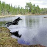 Flat Coated Retriever