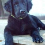 Flat Coated Retriever