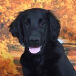 Flat Coated Retriever