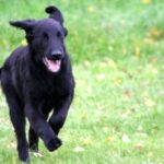 Flat Coated Retriever