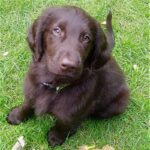 Flat Coated Retriever
