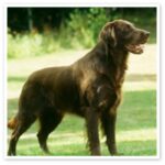 Flat Coated Retriever