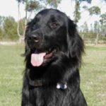 Flat Coated Retriever
