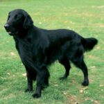Flat Coated Retriever