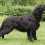 Flat Coated Retriever
