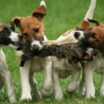 Fox Terrier  Glatthåret