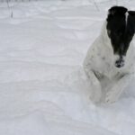 Fox Terrier  Glatthåret