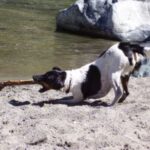 Fox Terrier  Glatthåret