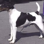 Fox Terrier  Glatthåret