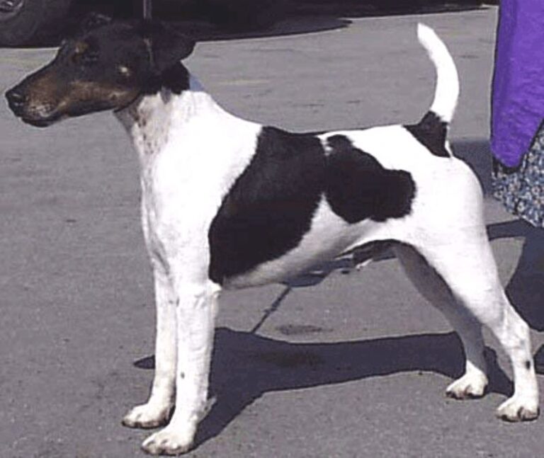 Fox Terrier  Glatthåret