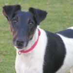 Fox Terrier  Glatthåret