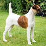 Fox Terrier  Glatthåret