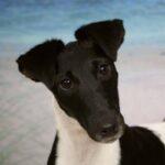 Fox Terrier  Glatthåret