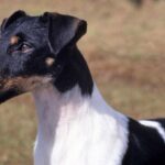 Fox Terrier  Glatthåret