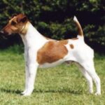 Fox Terrier  Glatthåret