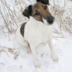 Fox Terrier  Glatthåret