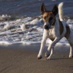 Fox Terrier  Glatthåret