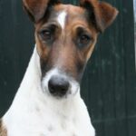Fox Terrier  Glatthåret
