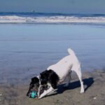 Fox Terrier  Glatthåret