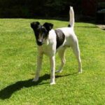 Fox Terrier  Glatthåret