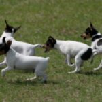 Fox Terrier  Glatthåret
