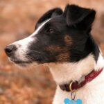 Fox Terrier  Glatthåret