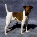 Fox Terrier  Glatthåret