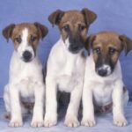 Fox Terrier  Glatthåret
