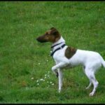 Fox Terrier  Glatthåret