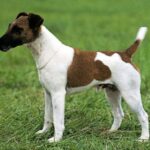 Fox Terrier  Glatthåret
