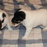 Fox Terrier  Glatthåret