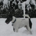 Fox Terrier  Glatthåret