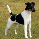 Fox Terrier  Glatthåret