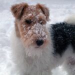 Fox Terrier Ruhåret
